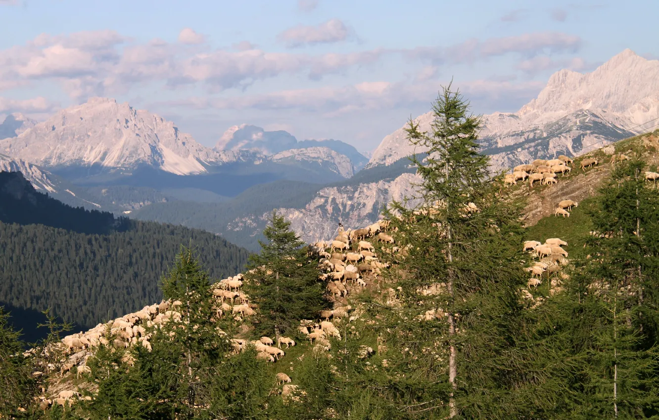 Фото обои деревья, горы, вершины, овцы, Альпы, Италия, пастух, отара