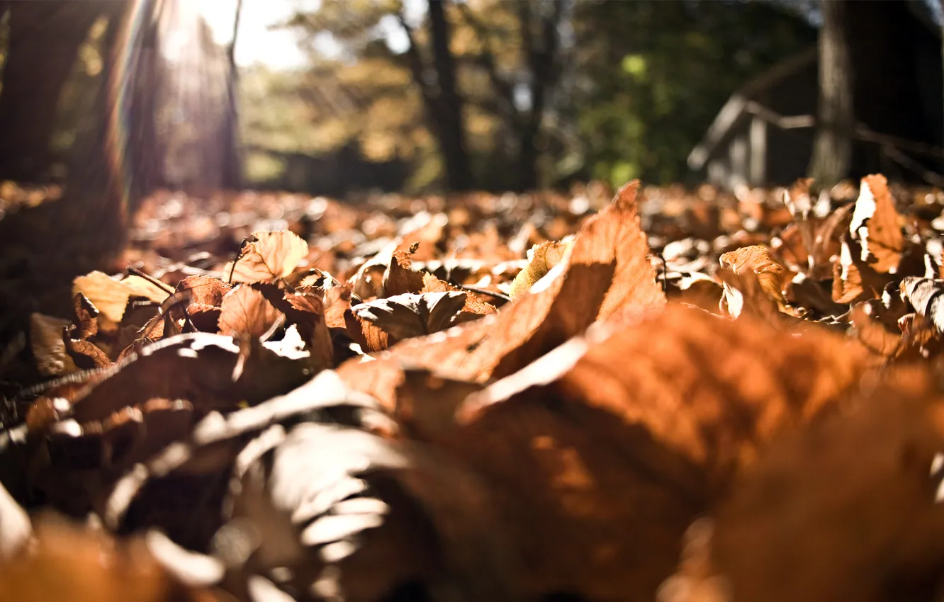 Фото обои осень, листья, солнце, лучи, листва, солнечные лучи, autumn, опавшие листья