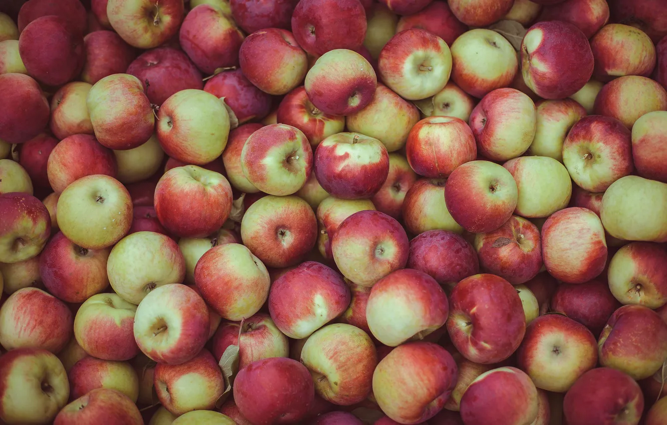 Фото обои яблоки, урожай, изобилие