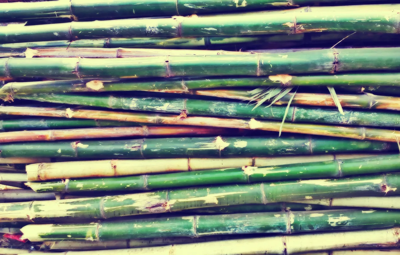 Фото обои green, texture, smooth, bamboo