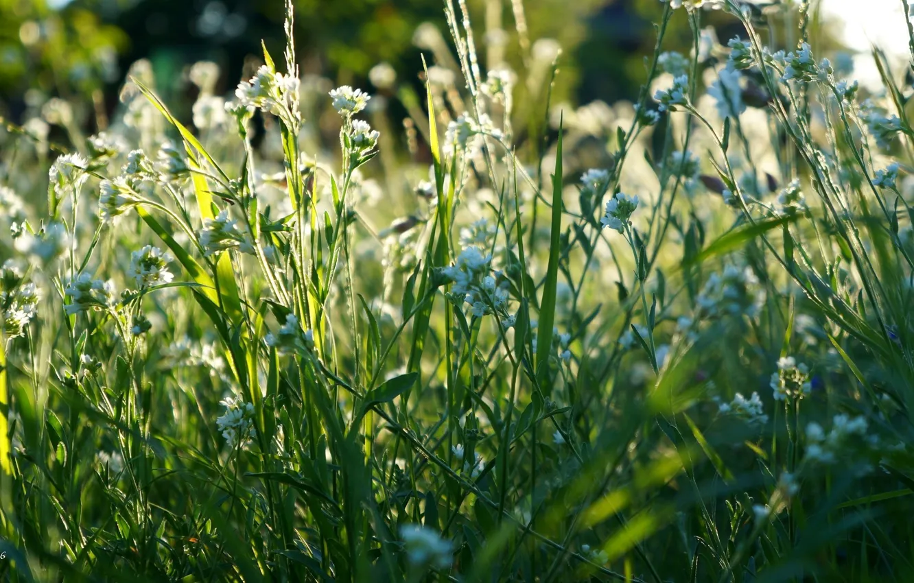 Фото обои flower, field, meadow, blooming