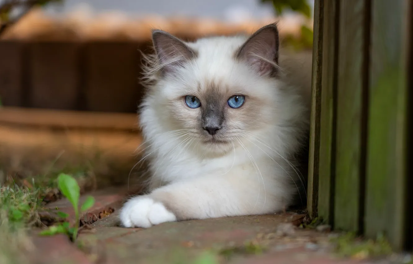 Фото обои кошка, кот, взгляд, природа, доски, забор, лапки, лежит