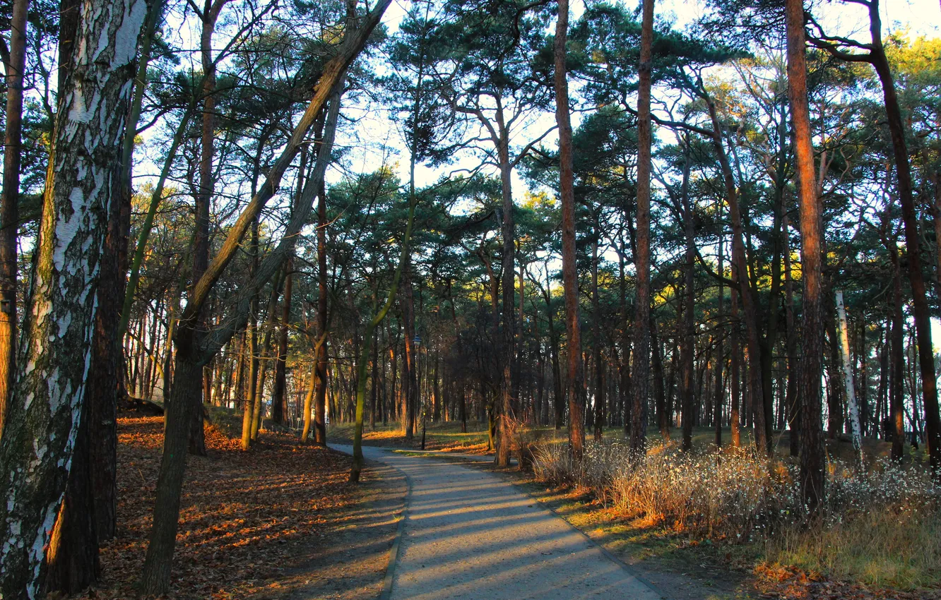 Фото обои trees, park, autumn, alley
