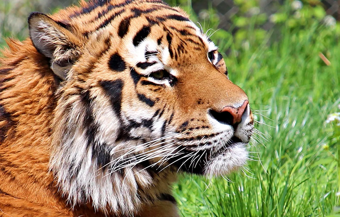 Фото обои кошка, морда, тигр, шерсть