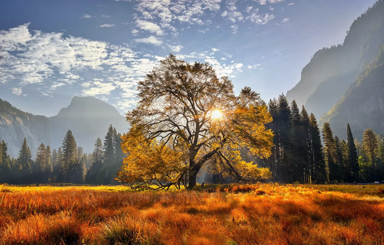 Фото обои деревья, горы, дерево, луг, Калифорния, California, Национальный парк Йосемити, Yosemite National Park