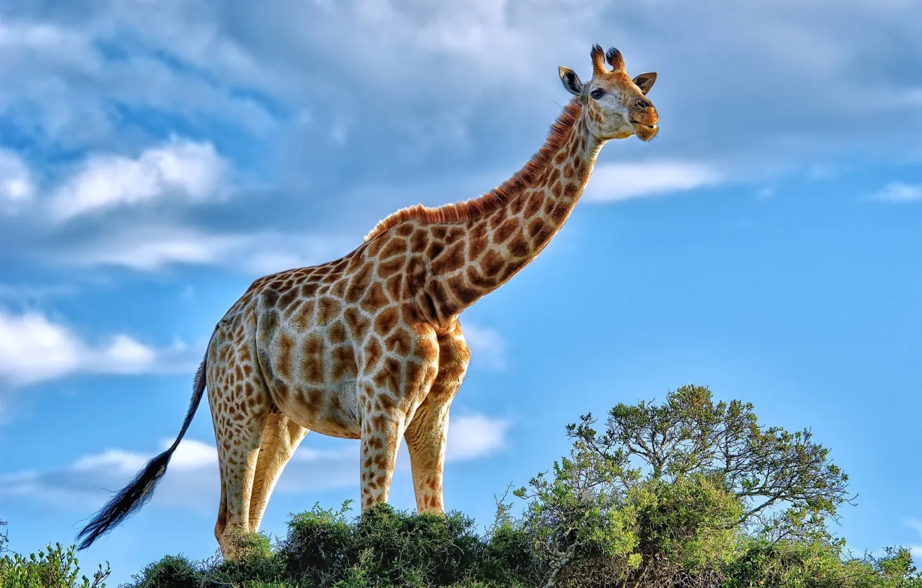 Фото обои жираф, грация, Африка, кустарник
