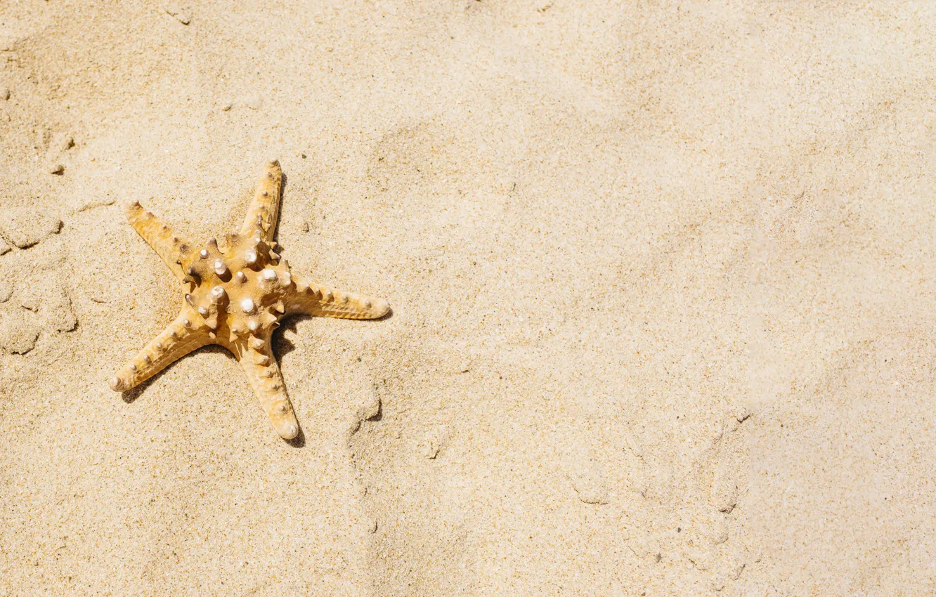 Фото обои песок, море, пляж, звезда, summer, beach, sea, морская