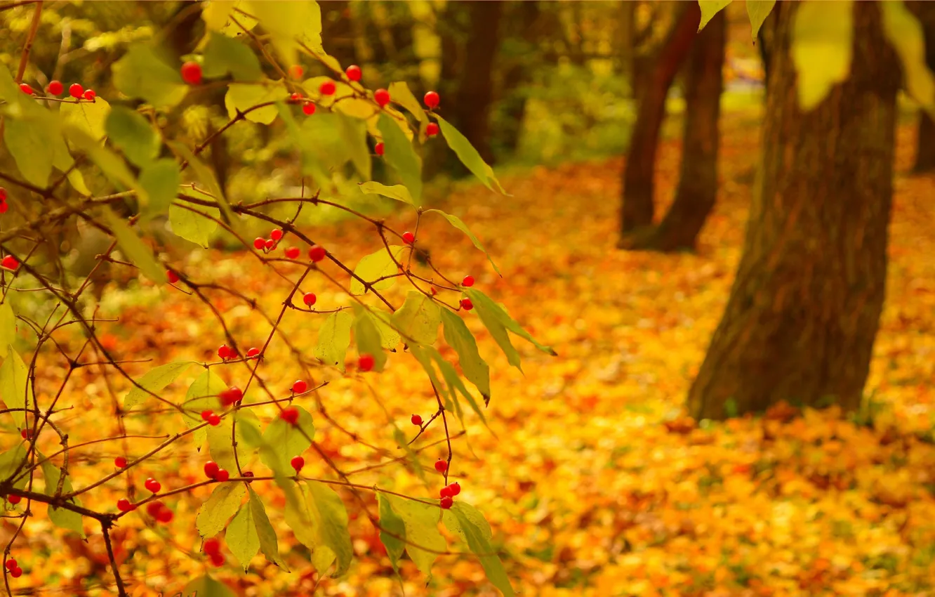 Фото обои Осень, Fall, Листва, Autumn, Colors, Leaves