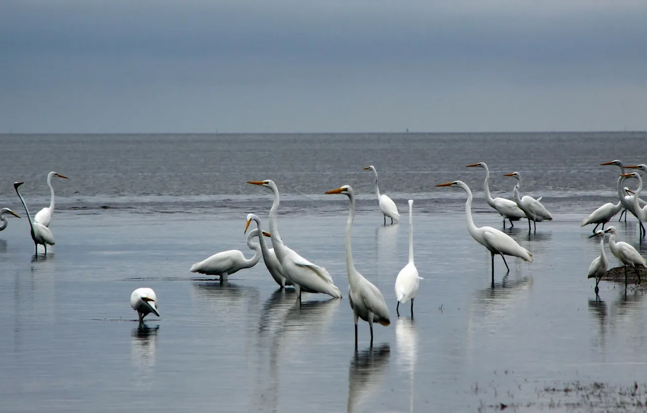 Фото обои birds, Sunrise, Florida, National Park, Everglades, Egrets