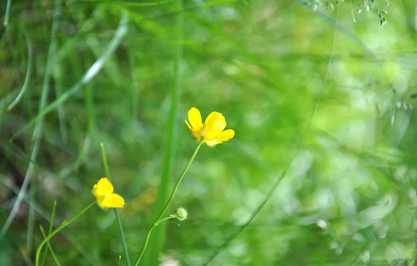 Фото обои цветок, трава, макро, растение