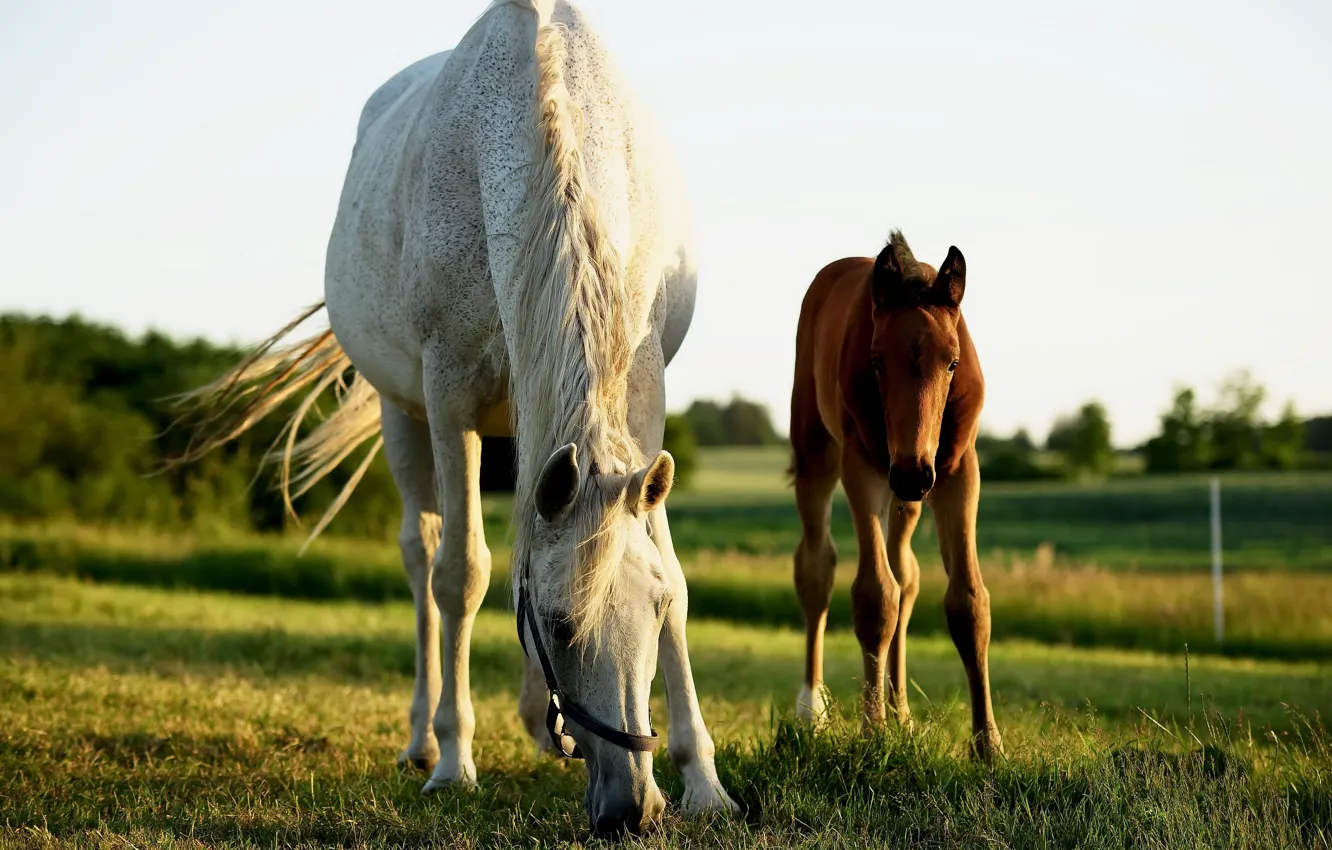 Фото обои лето, природа, кони