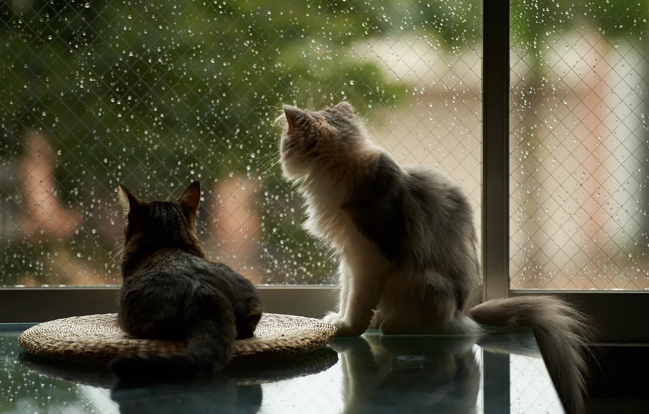 Фото обои кошки, дом, дождь, окно