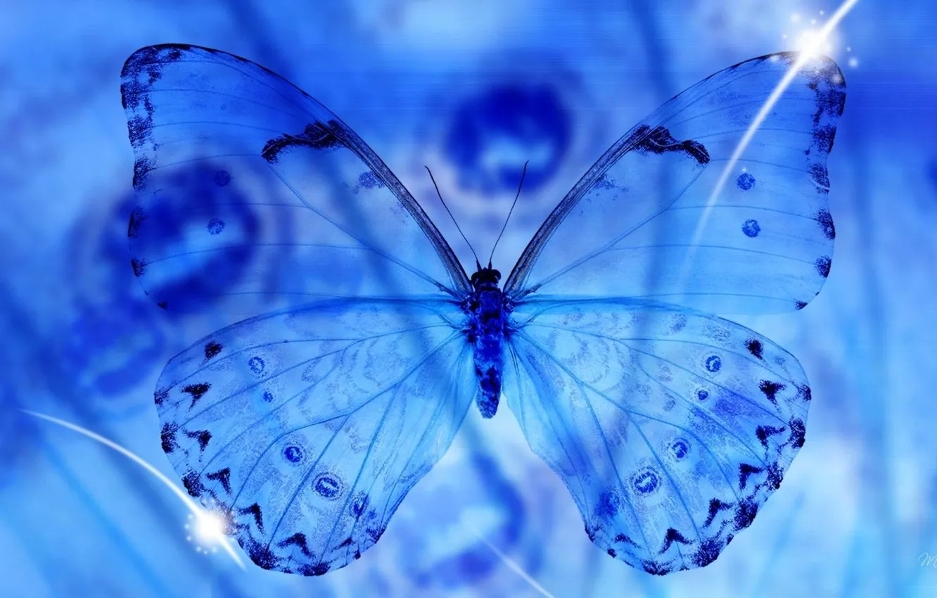 Фото обои прозрачность, макро, бабочка, крылья, синее, macro