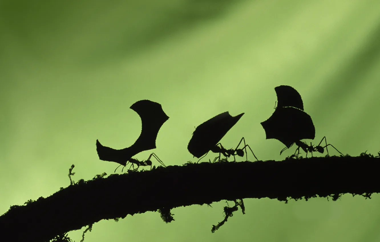 Фото обои муравьи, зеленый фон, трудяги