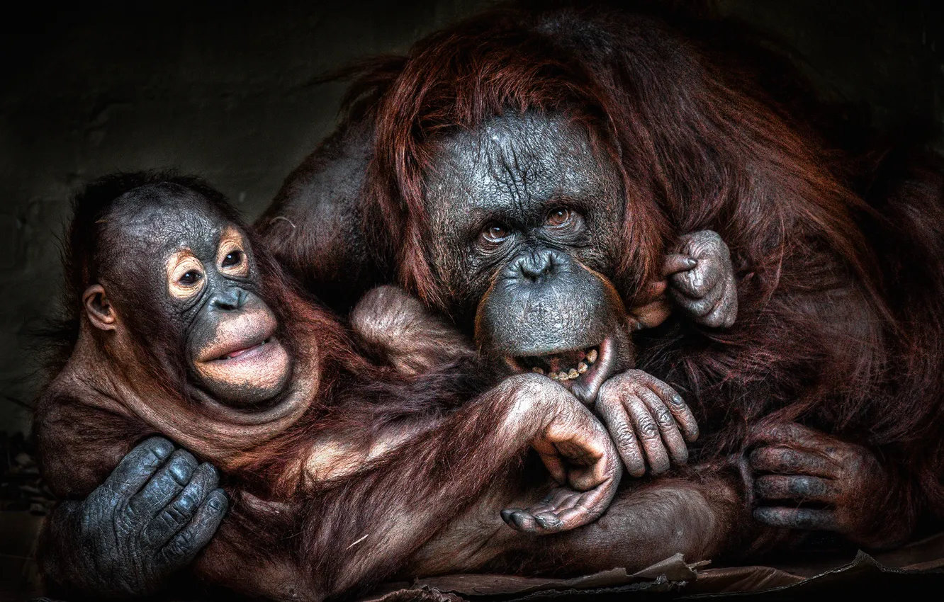 Фото обои взгляд, морда, поза, обезьяна, обезьяны, детеныш, мама, орангутанг