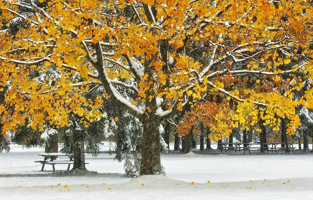 Фото обои осень, листья, снег, деревья, парк, стол, скамья