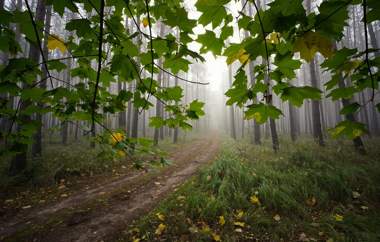 Фото обои дорога, осень, лес, трава, деревья, пейзаж, ветки, природа