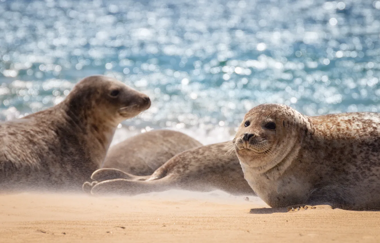 Фото обои море, природа, seal