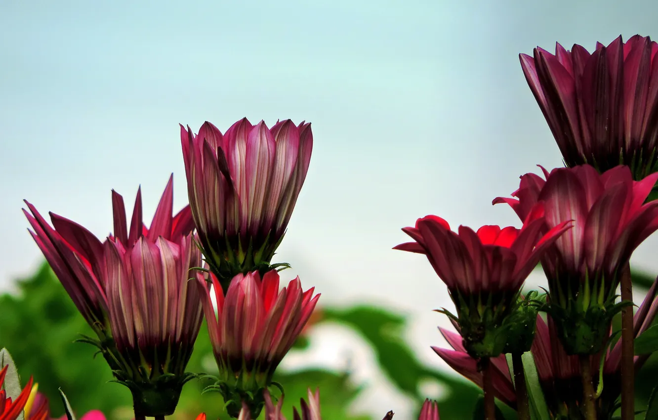 Фото обои Цветы, Flowers, Bokeh