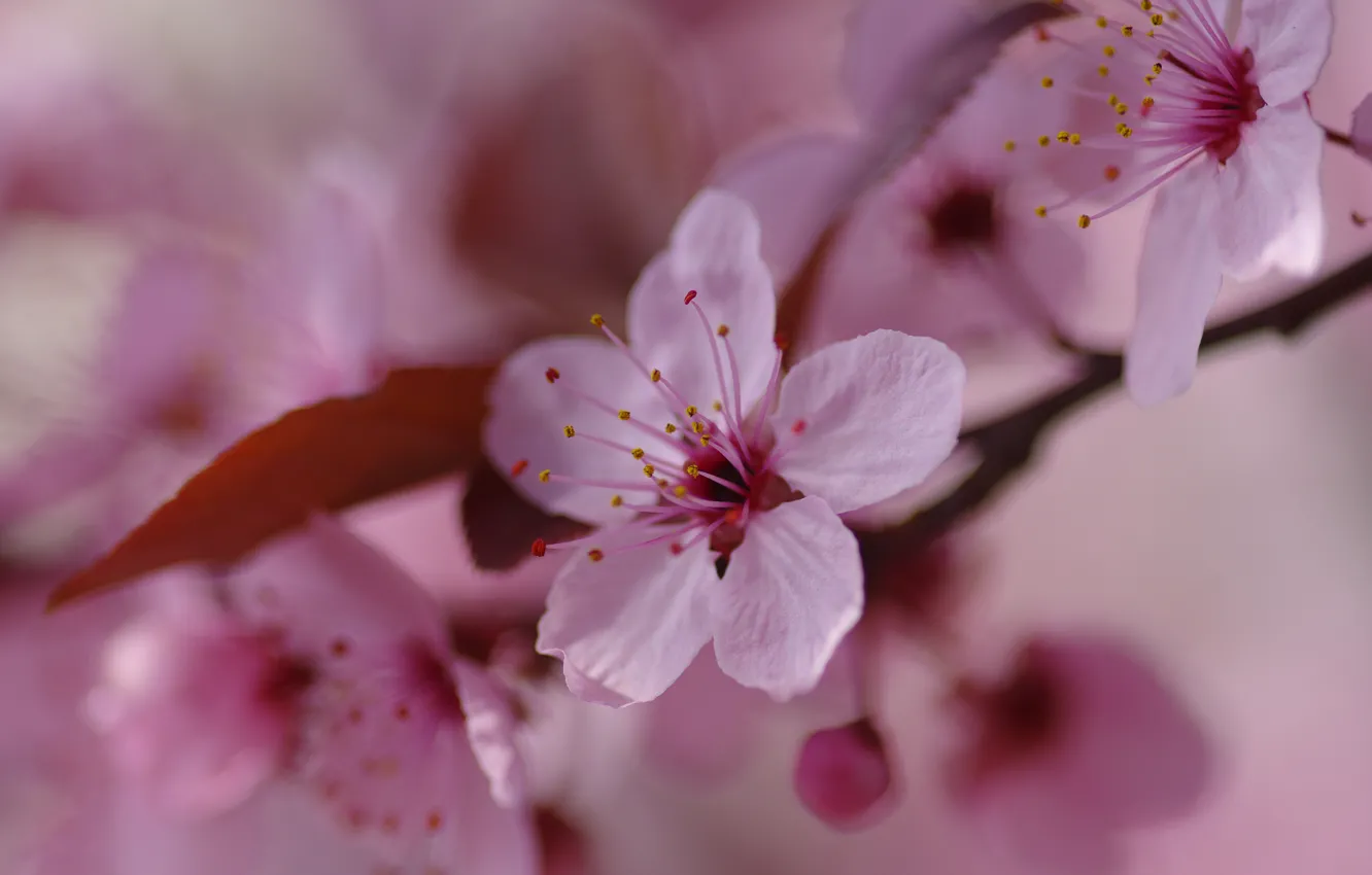 Фото обои макро, цветы, ветки, вишня, фон, размытие, весна, сакура