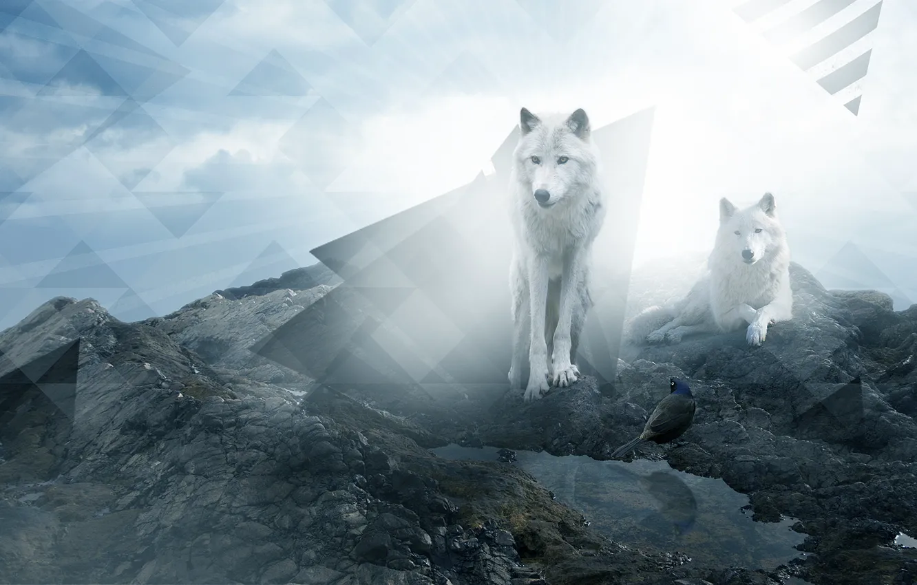 Фото обои скала, камни, волк, треугольник