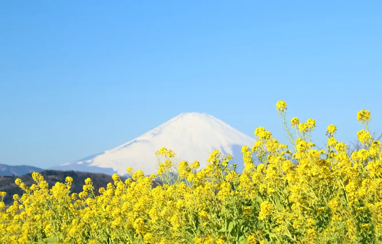 Фото обои небо, цветы, гора, Япония, Фудзияма