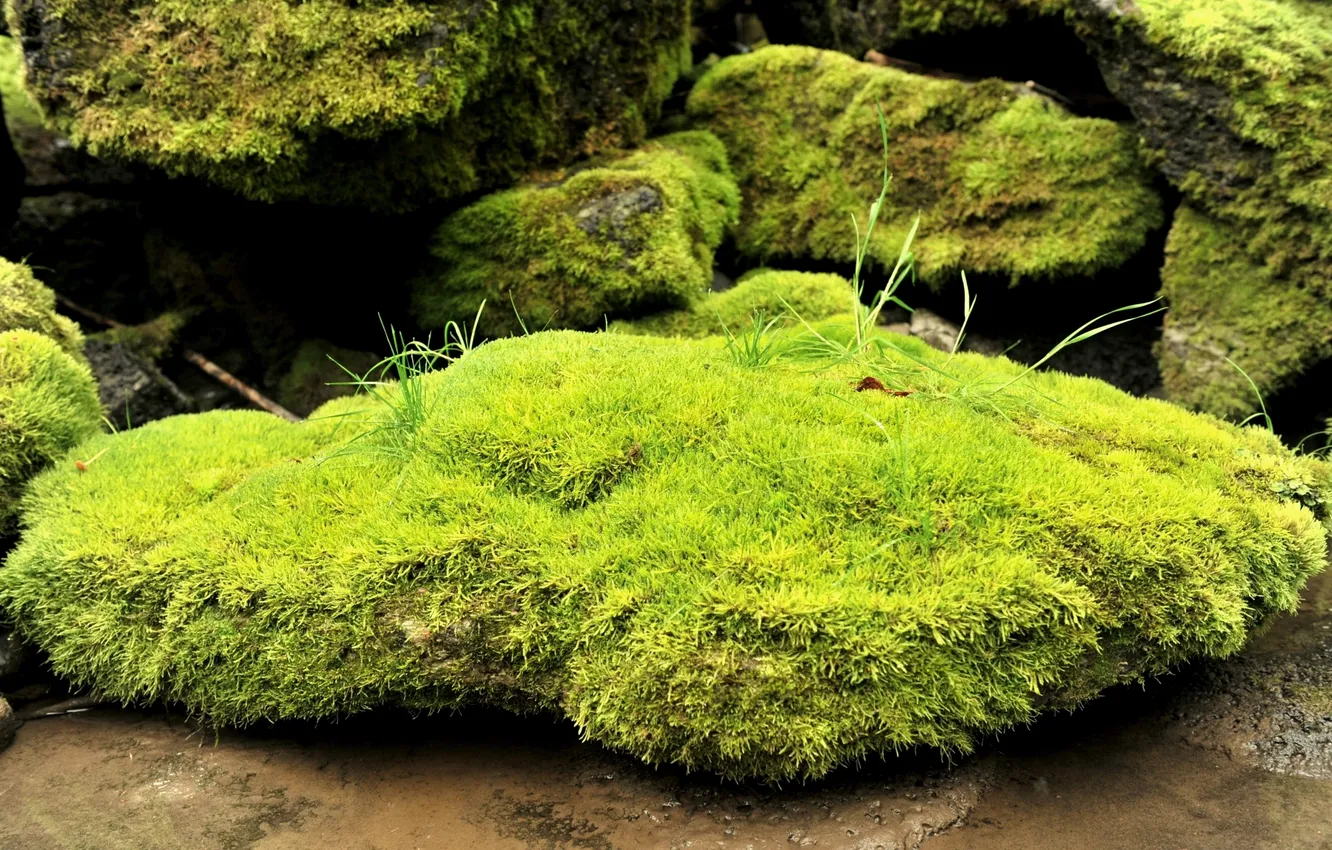 Фото обои трава, камни, мох, размытость