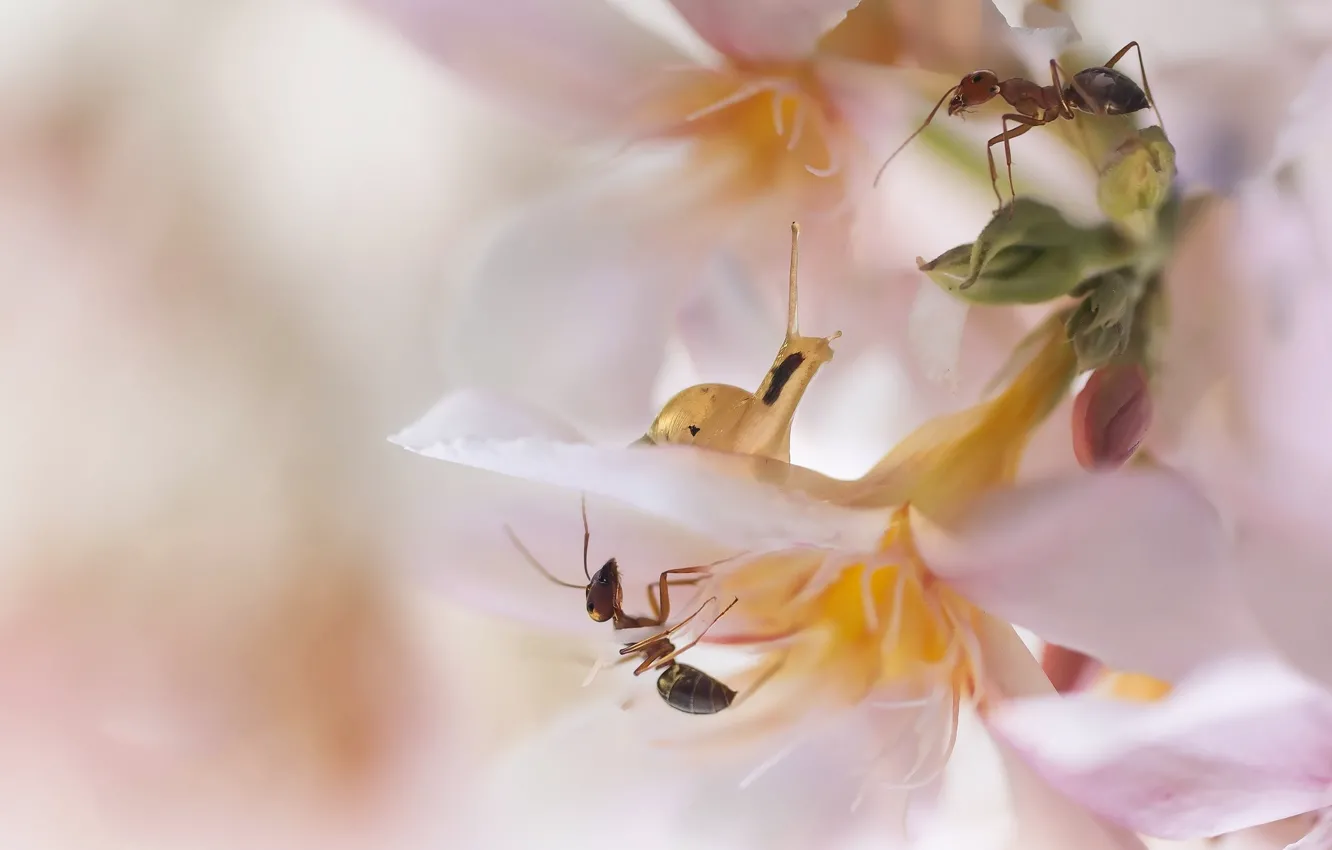 Фото обои цветы, улитка, муравьи, бледно-розовые