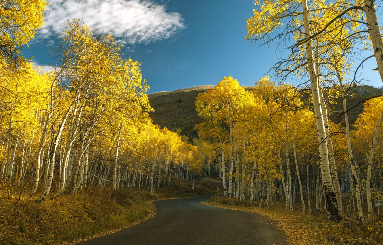 Фото обои дорога, осень, лес