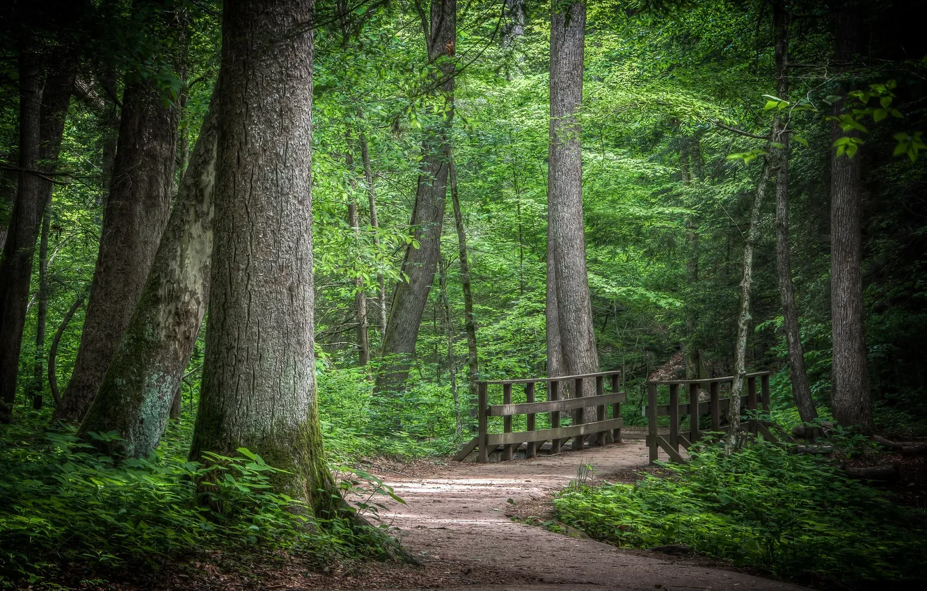Фото обои лес, мост, тропа, мостик