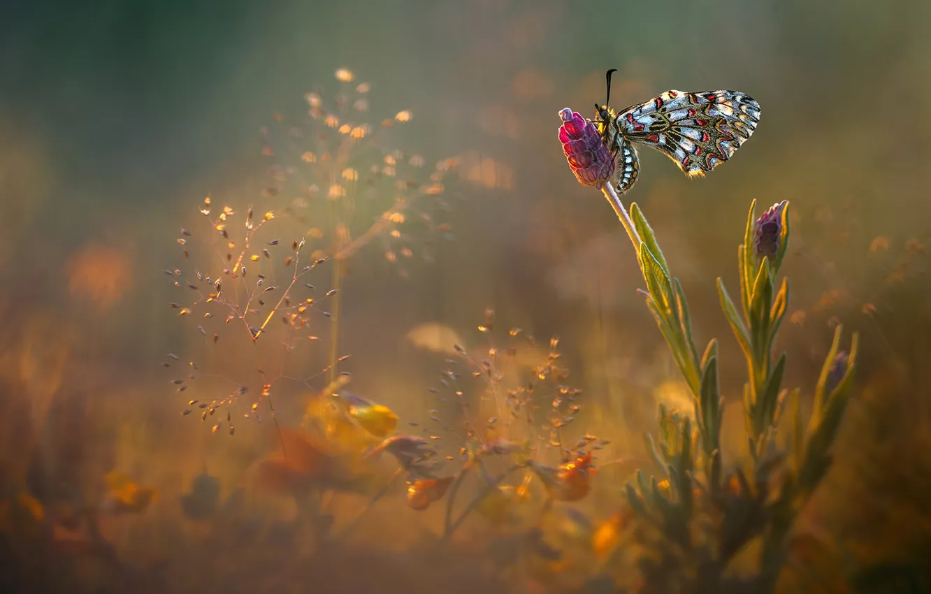 Фото обои цветы, блики, бабочка, поляна, луг, насекомое, обои от lolita777