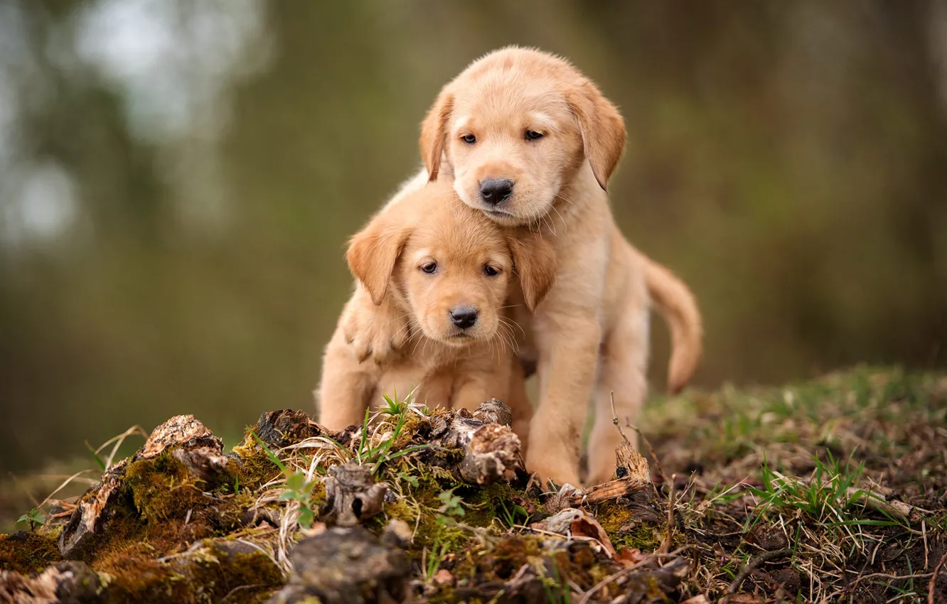Фото обои собаки, трава, взгляд, природа, фон, мох, лапки, щенки