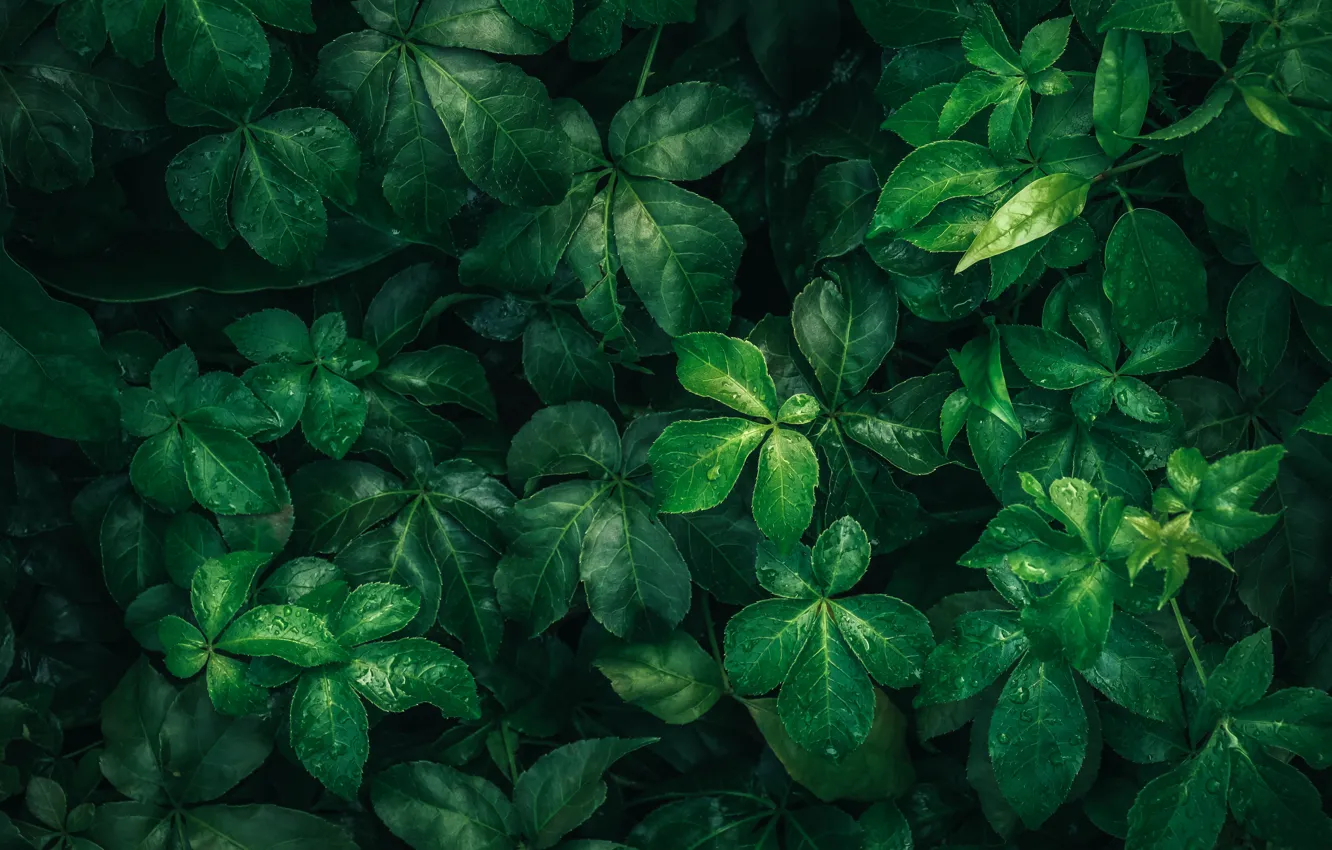 Фото обои листья, капли, макро, природа, зеленый, дождя