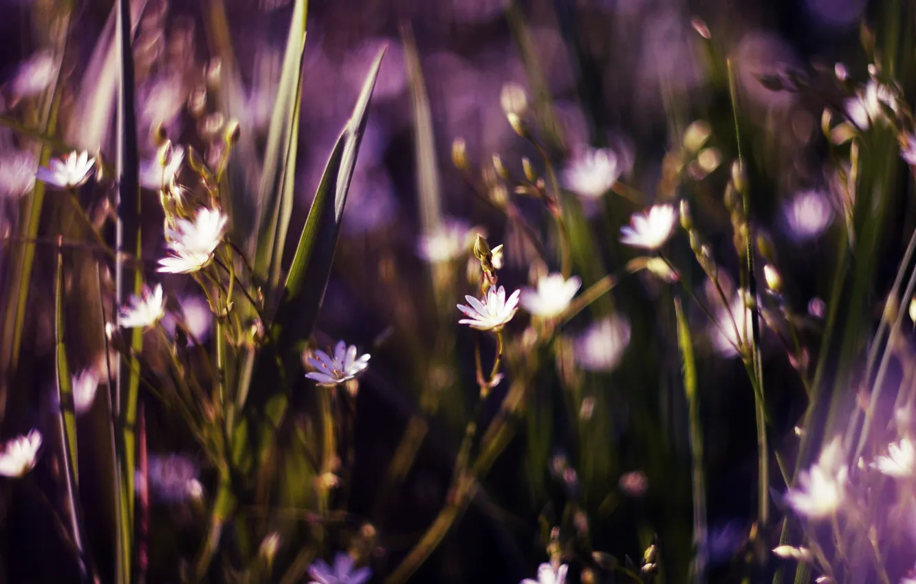 Фото обои трава, цветы, бутоны, боке