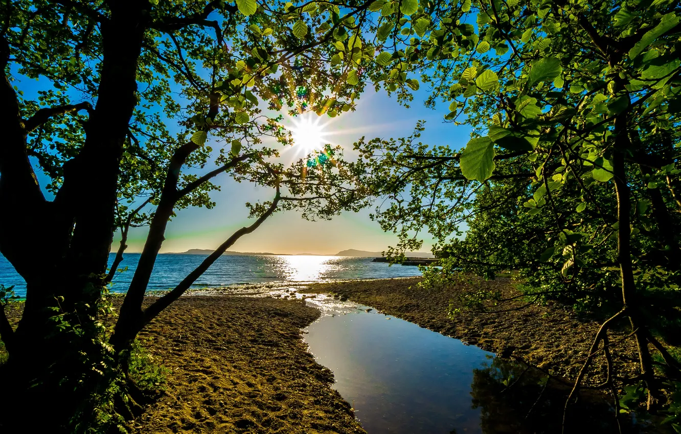 Фото обои лето, вода, солнце, лучи, деревья, ветки, берег
