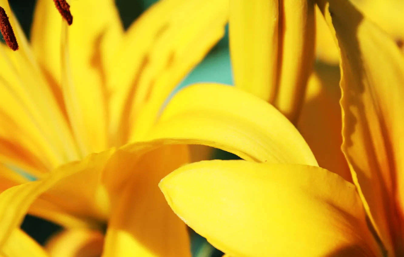 Фото обои лилия, желтые, лепестки