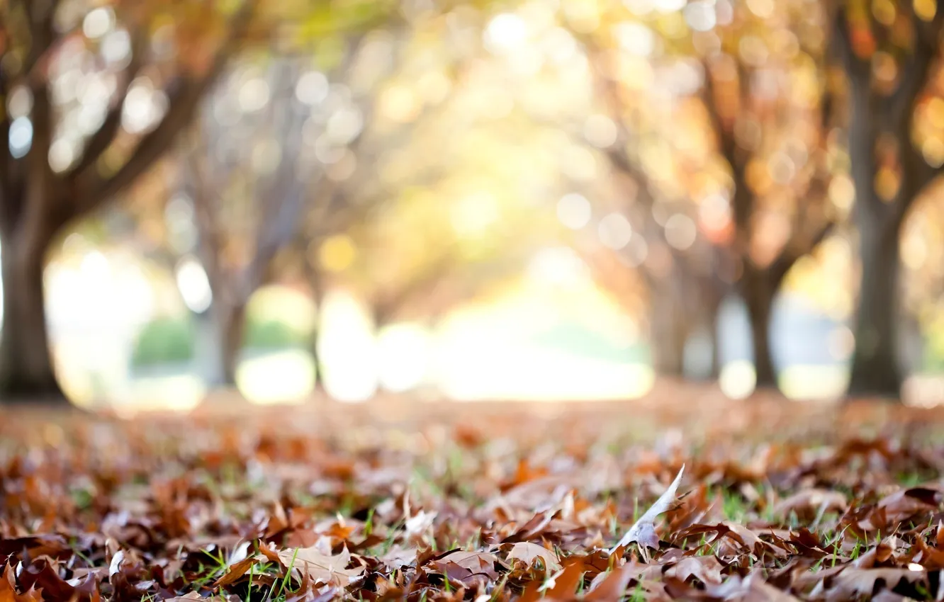 Фото обои осень, листья, макро, деревья, фон, дерево, обои, размытие