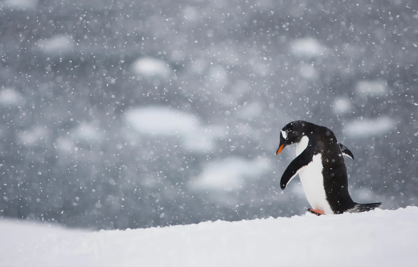Фото обои снег, птица, пингвин