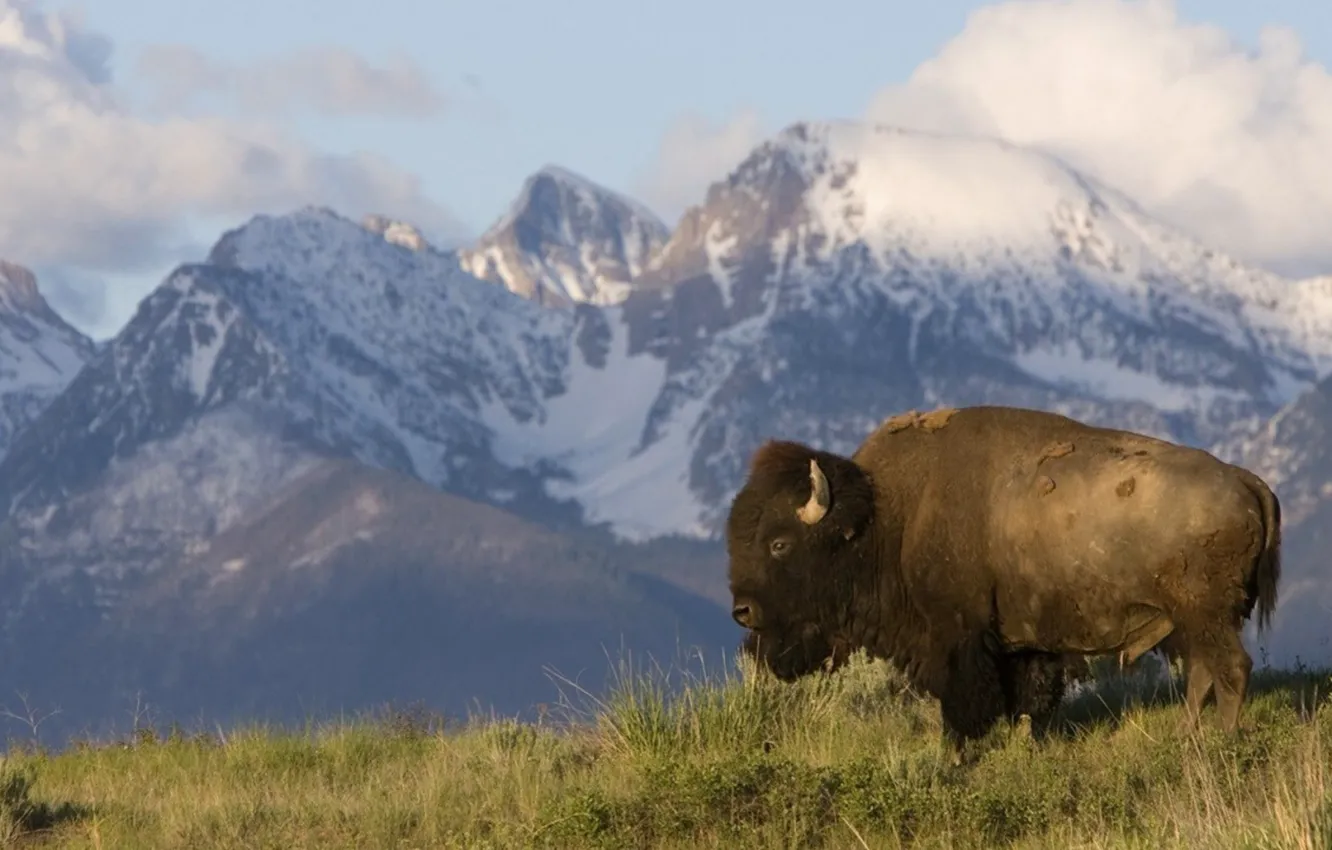 Фото обои planes, animal, montana, bison