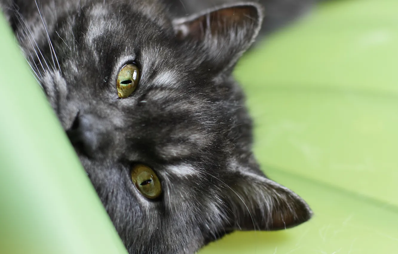 Фото обои кошка, глаза, кот, макро, черный, полосатый, cat, macro