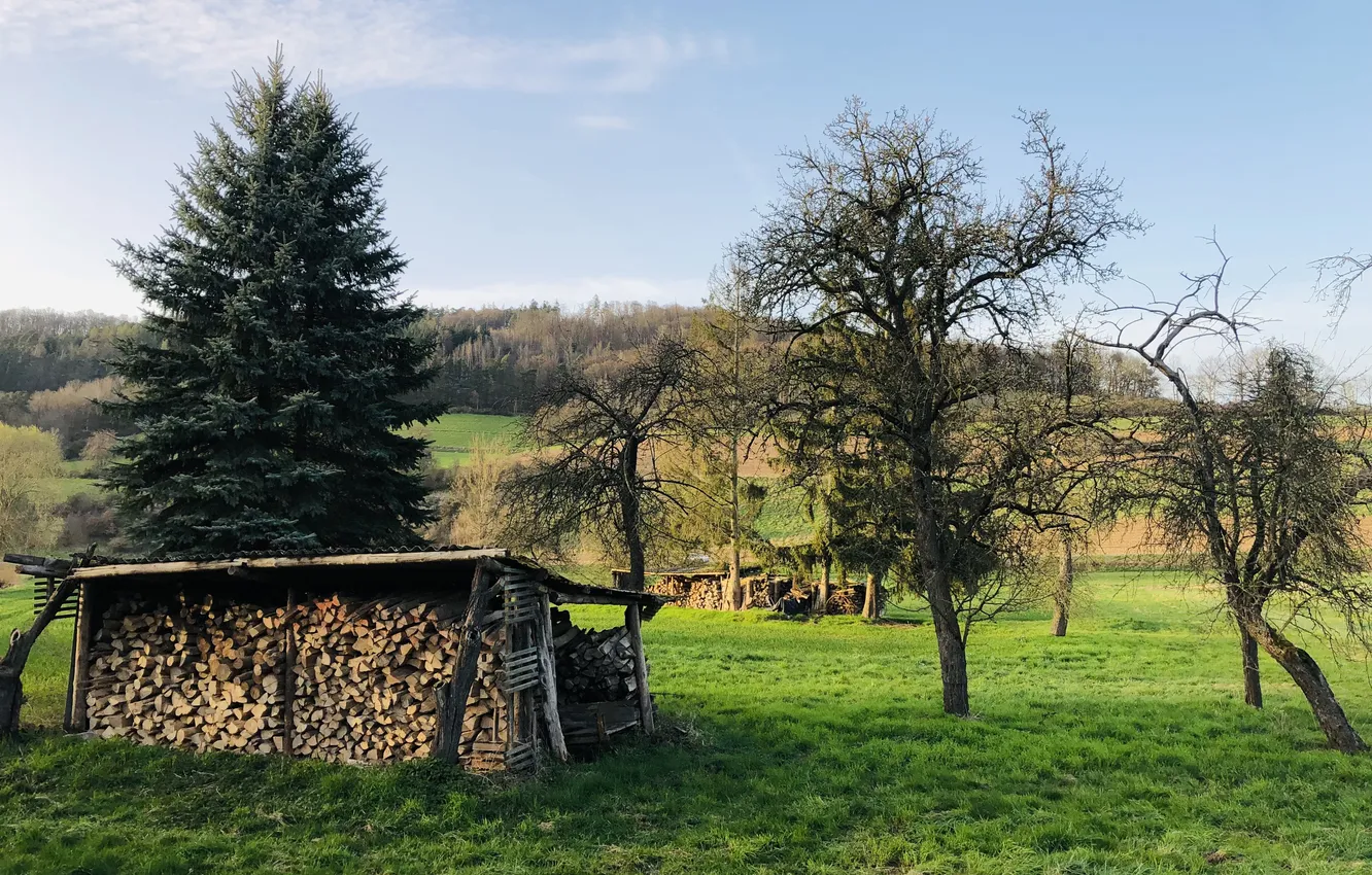 Фото обои лес, трава, пейзаж, природа, зеленый, дерево, Небо, весна