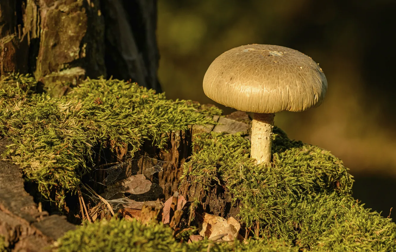 Фото обои свет, дерево, гриб, мох, пень