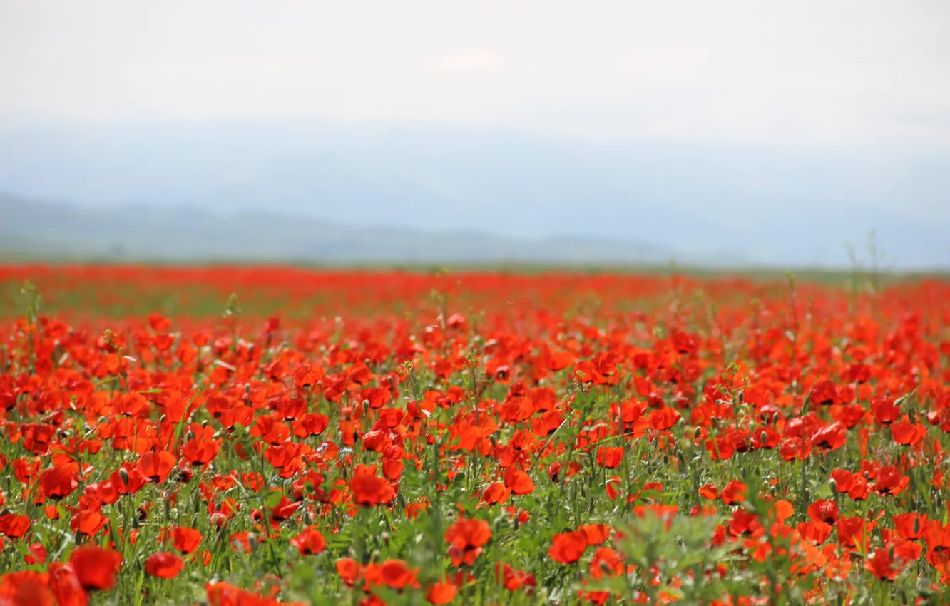 Фото обои поле, Мак, Май, красные цветы, маковое поле