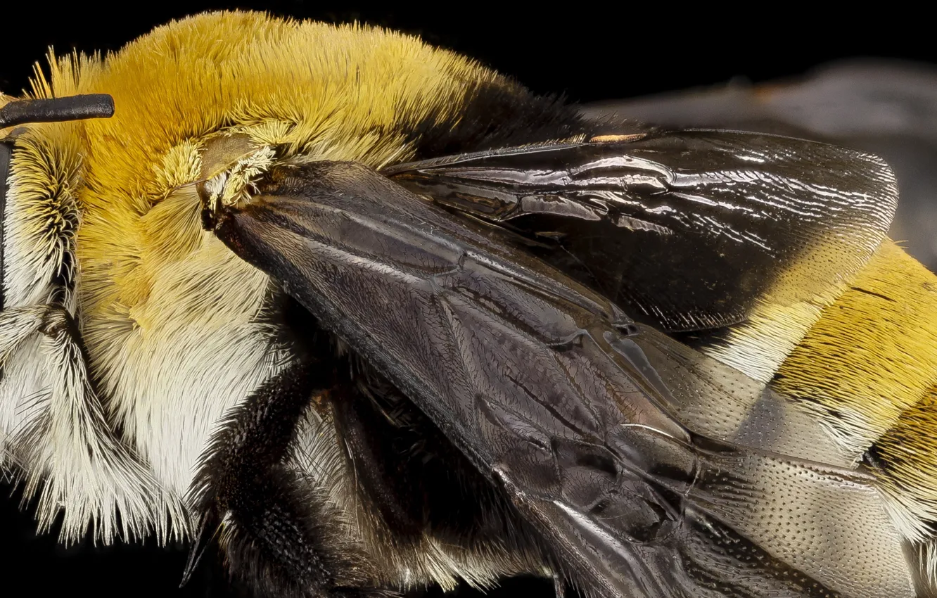 Фото обои природа, пчела, крылья, насекомое