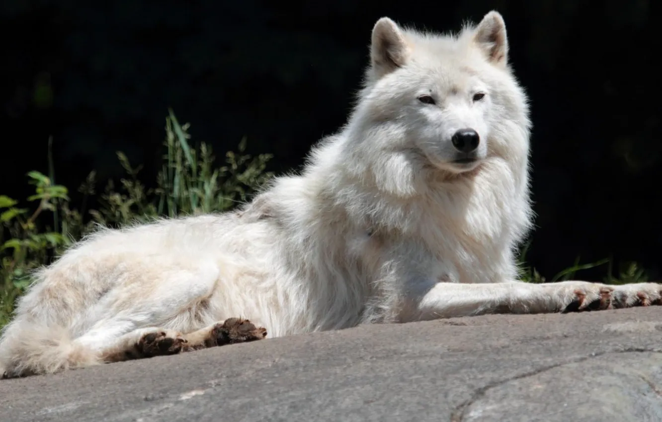 Фото обои nature, predator, animal, wolf, wildlife, portrait, portrait., Canis lupus. face
