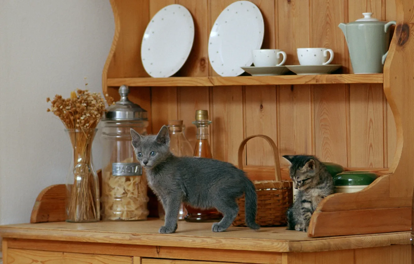 Фото обои чашки, котята, тарелки, посуда, полки