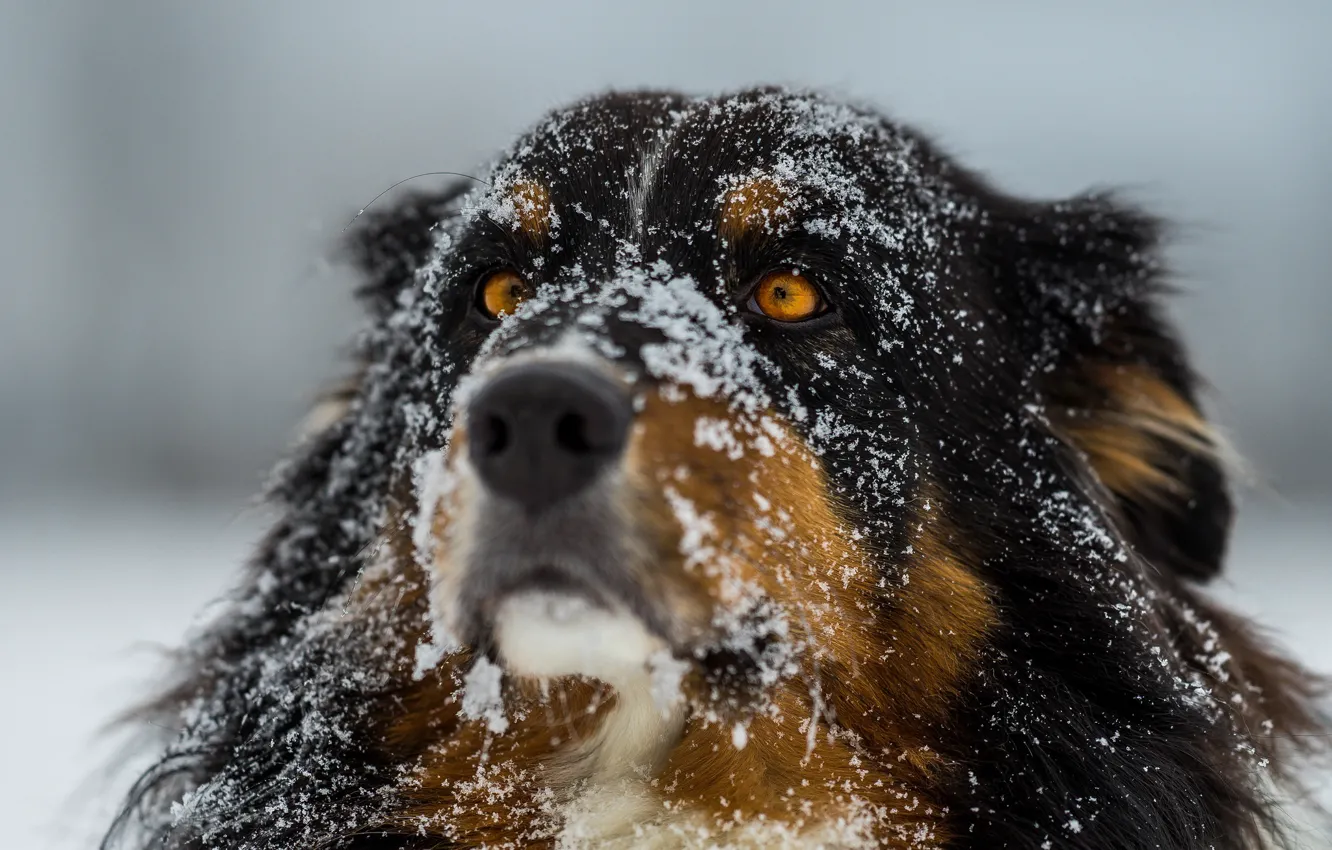 Фото обои зима, глаза, снег, собака, фокус, шерсть, нос