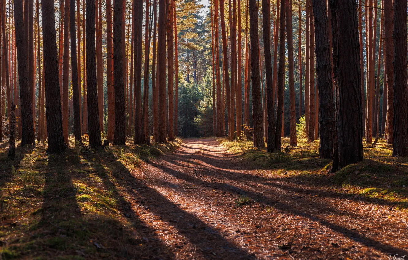 Фото обои forest, trees, shadows