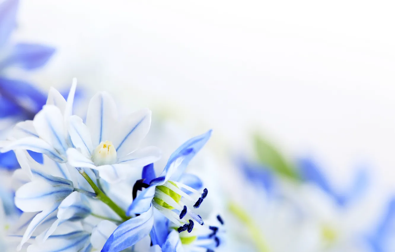 Фото обои цветы, фон, бело-голубые