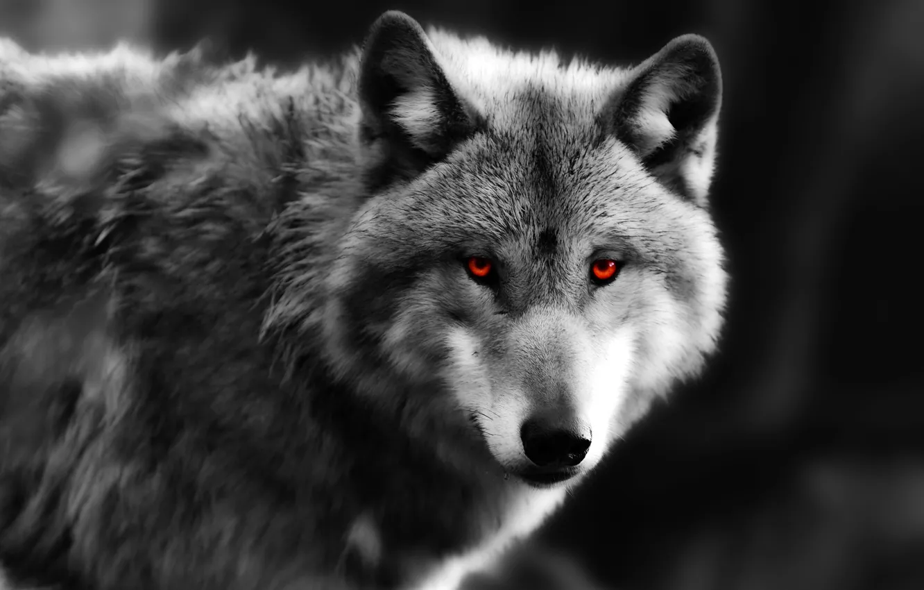 Фото обои глаза, взгляд, волк, хищник